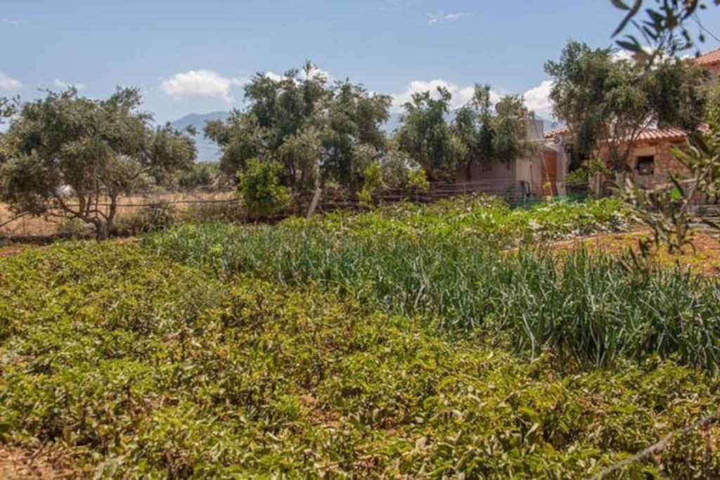 Olive Tree Farm 200M From The Beach Episkopi  Bagian luar foto