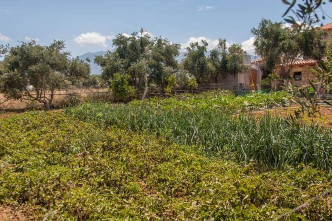 Olive Tree Farm 200M From The Beach Episkopi  Bagian luar foto