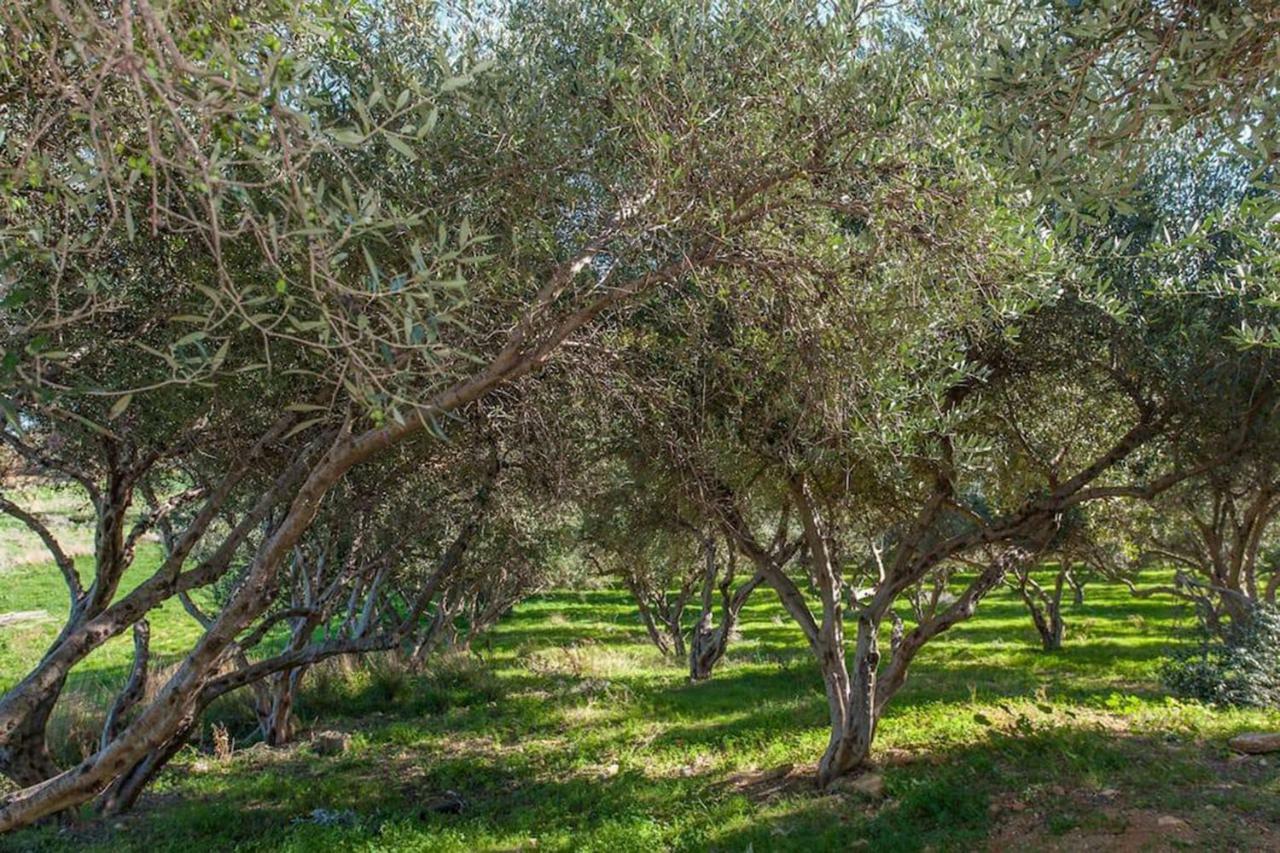 Olive Tree Farm 200M From The Beach Episkopi  Bagian luar foto