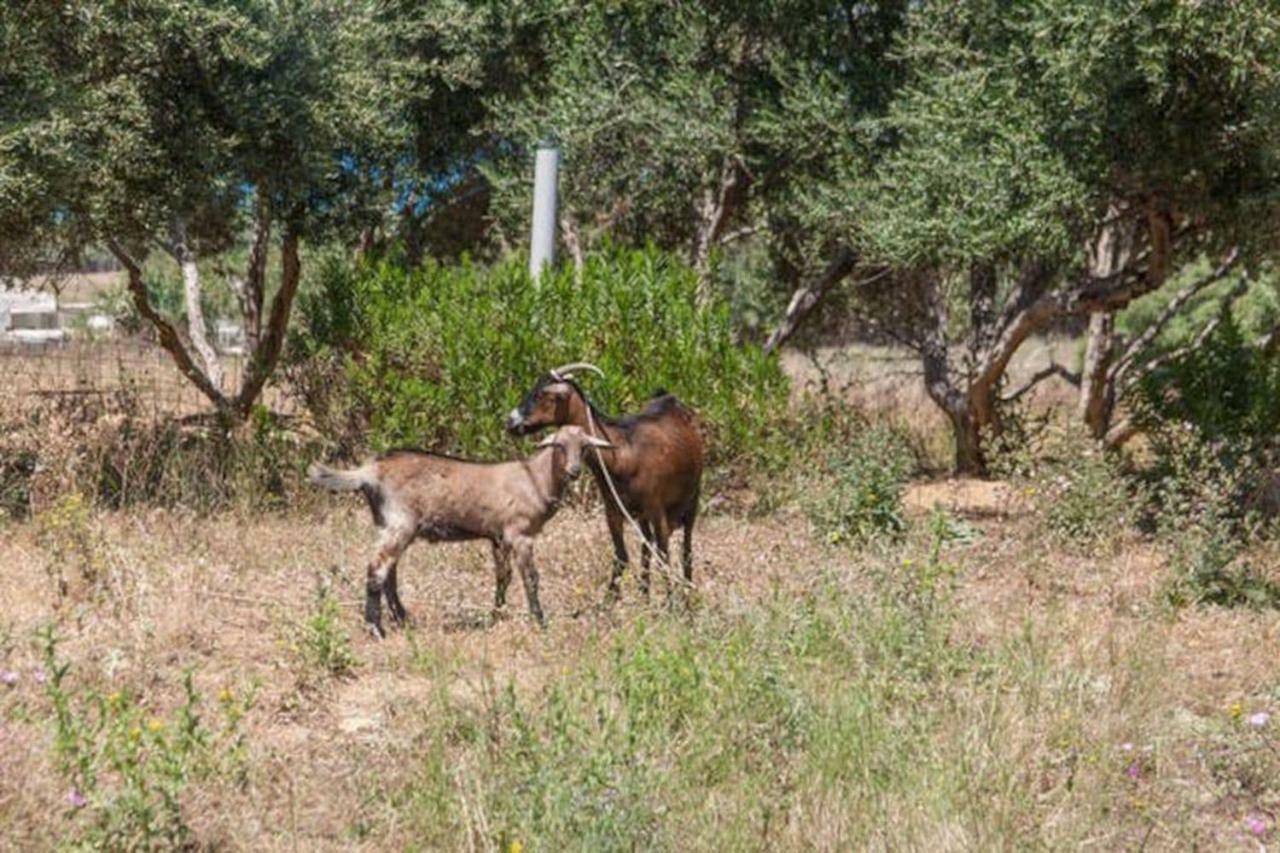 Olive Tree Farm 200M From The Beach Episkopi  Bagian luar foto