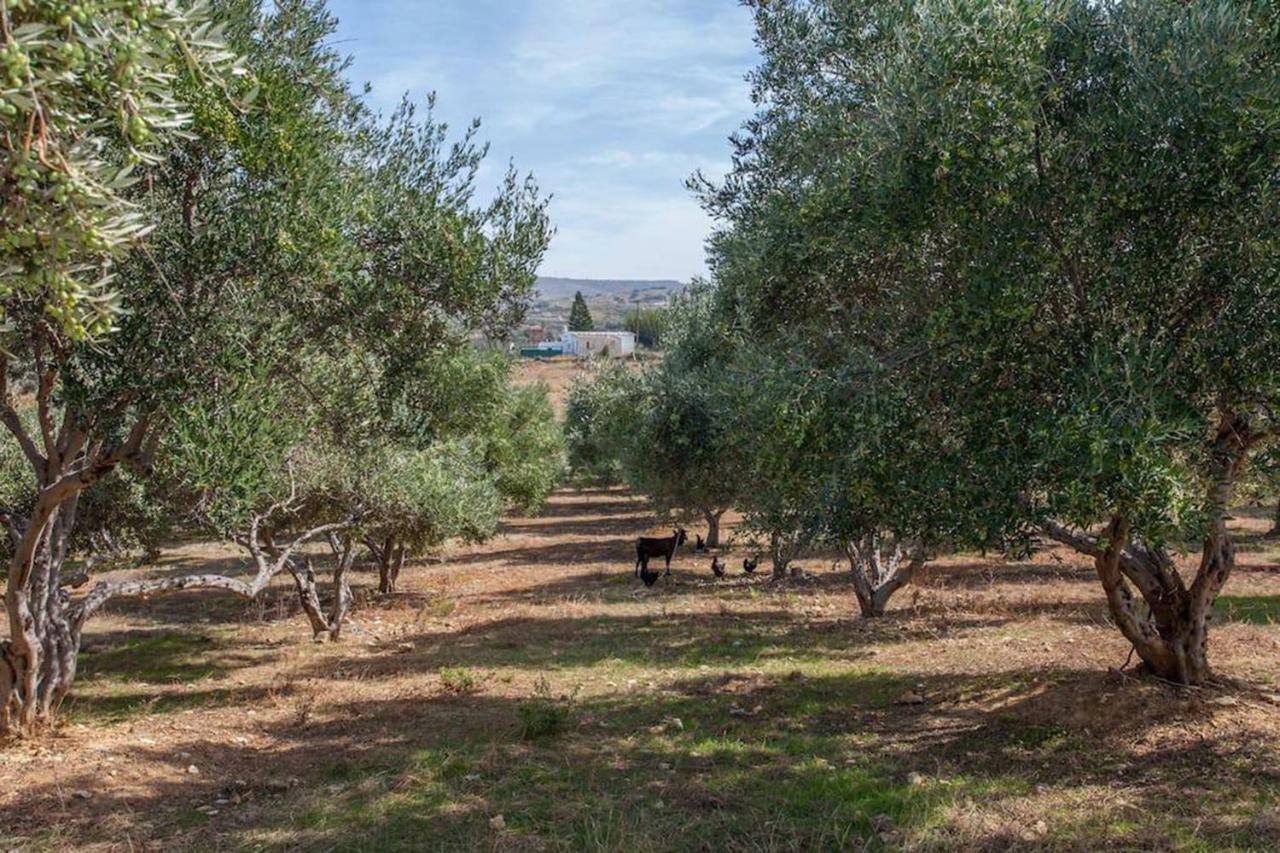 Olive Tree Farm 200M From The Beach Episkopi  Bagian luar foto